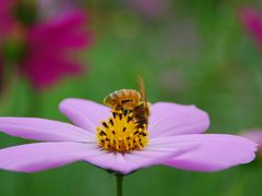 コスモスの旅、清河寺大宮花の丘