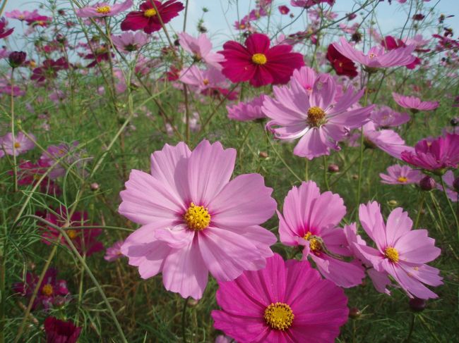 コスモスが綺麗な時期になってきたので、鬼怒グリーンパークに行ってきました。ここは、春は菜の花、秋はコスモスが咲き乱れる県営都市公園です！！