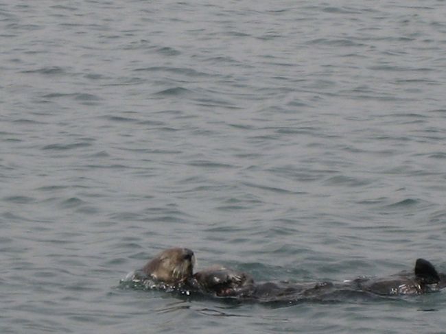 モントレーから北へ車で３０分位の海沿いにモスランディングという町があります。淡水と海水が混ざるその地域は動物にとっては豊かな場所でアザラシ、アシカ、ラッコやたくさんの種類の鳥たちが生息しています。そんな野生の動物をみるツアーがそこにある、と聞き、早速行ってみることにしました。<br /><br />2011年追記<br />再訪しました。ここです。<br />http://4travel.jp/traveler/yu12furuta12/album/10594827