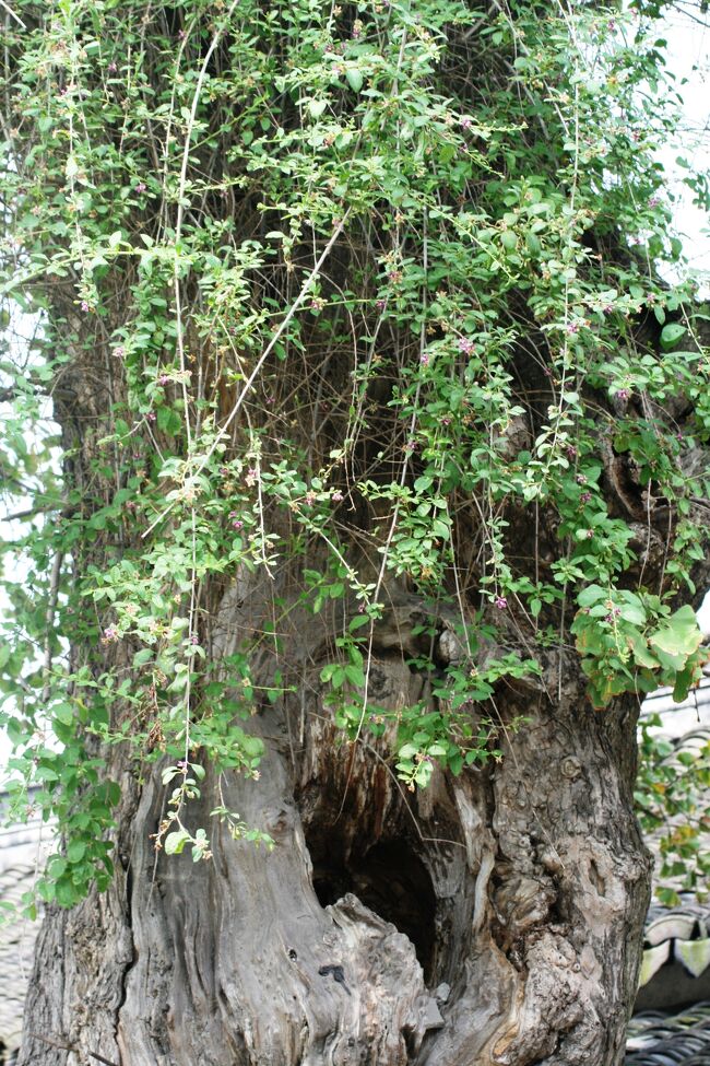 烏鎮は上海から南西に140キロ、杭州からは北東に80キロに位置します。昔ながらの江南水郷地帯の雰囲気を残した町です。浙江省桐郷市に属しています。<br />