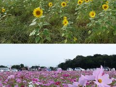 袋井市（旧浅羽町）のコスモス畑と遅咲きのひまわり畑＋あさば秋祭り