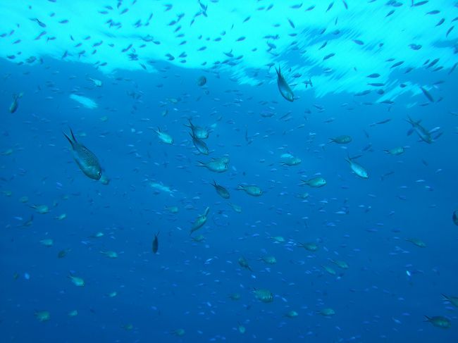 一年ぶりの阿嘉島で「とびっきりの海」堪能してまいりました。