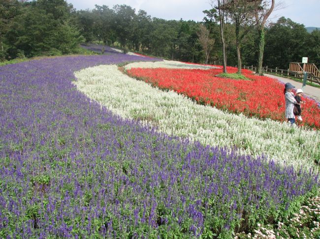 フラワーヒル菊池高原に入ってからダリア園で十分に堪能してから、昼食を取り、午後１２時４５分頃より午後１時半（待ち合わせ時間）迄の間、他の園を見るために園内を歩いた。<br />メインコースを辿っていくとベゴニア、タデ、コスモス園等を見て回ったがダリア園ほど感動したものはなかった。<br />特に残念なのはコスモス園が花の付き方がばらけていたし、花の数も多くは無かったことだ。<br />この後、サルビア園に入ると青、白、赤のフランス国旗を思わせる素晴らしい場所に出た。<br />この後は５，６月頃に咲く石楠花園がかなり広大に広がっていた。<br />この後、山野草園に入ったがシーズンを過ぎていてさびしい限りであつた。<br /><br /><br />＊写真は素晴らしいサルビア園