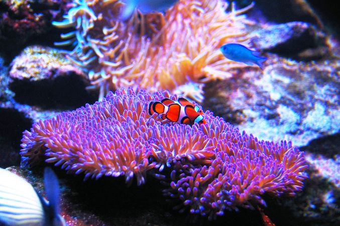 シーライフ シドニー水族館