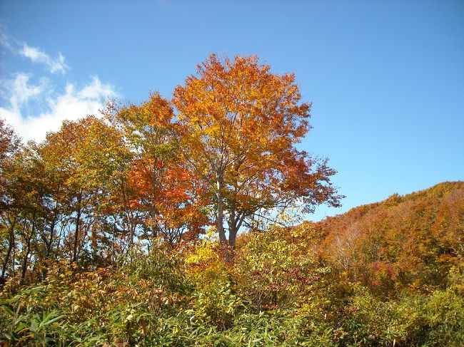 １０月の三連休を利用して，初めての北東北，青森，秋田にトリップしてきました。<br />二日目：当初の予定では，世界遺産白神山地の暗門の滝へ行く予定。でも，黒石のカフェのママの情報により，「今が最高に見頃」の岩木山の紅葉を愛でるため，予定変更。<br />お勧め通り，本当に最高に見頃の紅葉に出会えました。おまけに三角点も踏めて，心身ともに大満足です！<br />ミニ白神山地でサワリだけの世界遺産も堪能できたし，トウモロコシや炊き込みご飯，，とグルメももちろん満喫。<br />改めて，大満足の３日間でした。<br /><br />お礼：<br />「教えてトラベラー」で親切にご回答頂いた皆さん，メールを下さった皆さん，本当にありがとうございましたｍ＿＿ｍ<br /> <br />