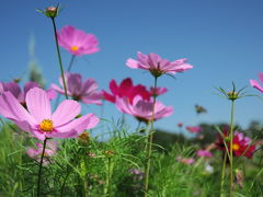 秋の連休-2（服部緑地公園）