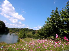 コスモス（4）花フェスタ記念公園---何時もの池