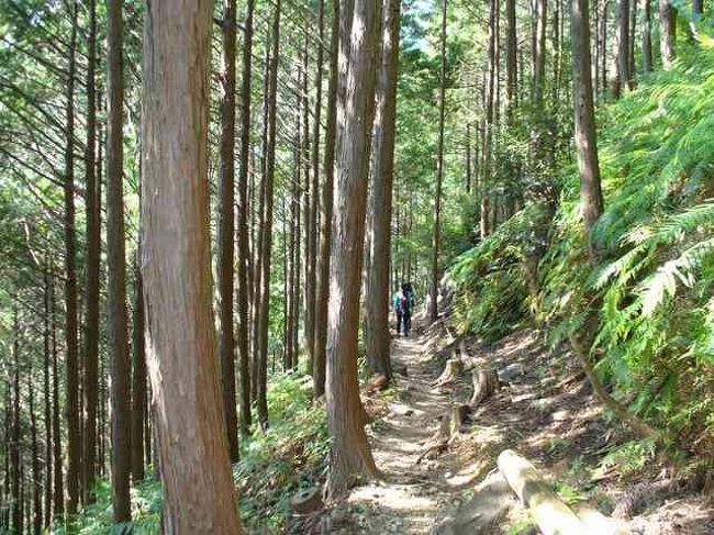 熊野古道をあるく2回目今回はツヅラト峠8時車で自宅を出発。東名阪・伊勢道・紀勢道経由で大宮大台ICより国道42号線を南下途中の瀧原宮を参拝して今回の出発地JR梅ヶ谷駅近くの空き地に車を駐車。10時40分いよいよ平安時代に付けられたという熊野古道に。踏み切りを渡り川沿いの舗装道路を行き約30分ほどで峠登山口着。ここから標高357mの峠まで約700m。尾鷲檜の樹林帯の細い道を急登して30分ほどで峠の展望台着。此処からは熊野灘・紀伊長島の海が一望でき絶景な眺め。景色を眺めながら昼食。12時40分下山開始。名前の由来となった九十九折の道を1000m下り志子の里へ。峠から約110分程で紀伊長島駅に着。16時10分のJRまで待つことを覚悟していたが14時19分の三重交通のバスに間に合い梅ヶ谷駅までバスで。14時30分梅ヶ谷駅の車に。帰りは東名阪国道の事故渋滞に巻き込まれ19時20分自宅着。伊勢と紀州の国堺の峠「ツヅラト峠」は菩薩の住まう補陀落の国の入り口を意味し、かつては厚い信仰の道として遥か遠国からも参詣者や巡礼者を集め、一時は「蟻の熊野詣」と称される賑わいを見せた道も今ではハイキングを楽しむ家族連れが多かった。