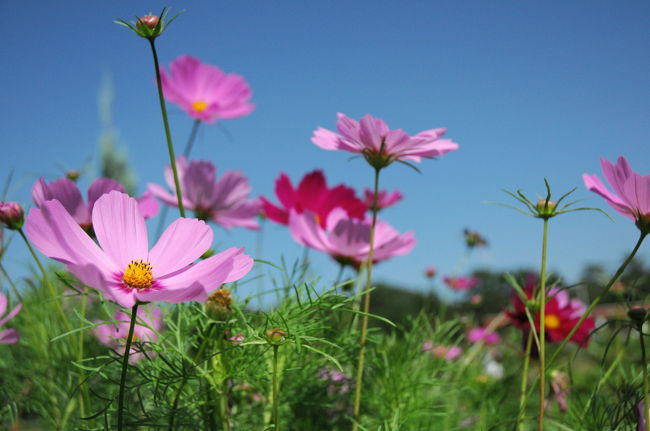 今年の10月の三連休最終日は服部緑地公園へ。昨年は11月に行き秋の花には一寸遅かった。今年は一寸早かった。しかし秋の晴天の下、さわやかな気分で秋の花を楽しむことが出来た。