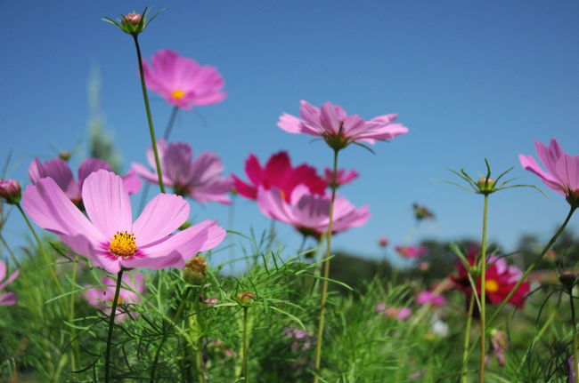 今年の１０月の三連休最終日は服部緑地公園へ。昨年は１１月に行き秋の花には一寸遅かった。今年は一寸早かった。しかし秋の晴天の下、さわやかな気分で秋の花を楽しむことが出来た。