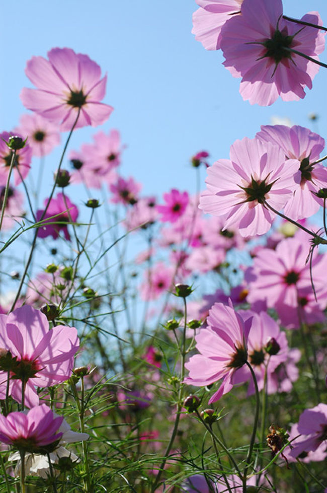 大好きなんです、秋桜。<br />昭和記念公園のコスモスがスゴイよって聞いていて<br />ずっと行きたかったんですけど、<br />タイミングを逃して去年は行けなかった。<br />今年は絶対いい時期に行くぞー！って思って待機してました。<br /><br />そして2008年10月16日。<br /><br />絶好の昭和記念公園日和っ♪<br /><br />中ではレンタサイクルしないと広くてまわりきれないよ〜<br />という友人の助言により、<br />レンタサイクルをして、めぐりました。<br /><br />それでもあっという間に日は傾いてしまったよ。<br /><br />でも、朝から昼、夕方、と表情を変えるコスモスを満喫できました♪<br /><br />【No.a-0】<br /><br />