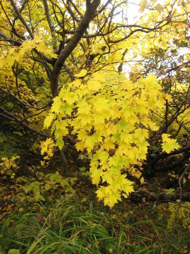 ２００８年１０月８日、栗駒山登山したときの様子です。<br />天候が万全ではなかったものの、色づいた山の風景が素晴らしかったです。<br />登山後に浸かった栗駒山荘の露天風呂が、これまた素晴らしい。<br />かけ流しの眺望抜群の露天風呂でした。