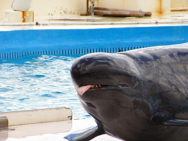 美ら海水族館を堪能したあと、同じ海洋博公園内の「オキちゃん劇場」と「マナティー館」に行きました。この2つは、水族館からさらに海側の1段低いころに建てられていて、すぐそこに沖縄の美しい海があるというなんともすごい立地でした^^両方とも無料(!)で、大掛かりなイルカのショーや珍海獣であるマナティーをじっくり見ることができました。<br />特に、オキちゃん劇場のイルカのショーはすごい人で、ショーが始まる15分くらい前に行ったんですが、平日にも関わらず席が満杯に近く、「土日はどうするんやろか〜。。。」とちょっと疑問に思ってしまいました。ただ平日なので修学旅行か遠足と思われる小・中学生がけっこういたので(インターナショナルスクールの生徒も!)、土日とはちょっと客層がちがうのかなぁとも思いました。<br />このほかにもすぐ近いところに「イルカラグーン」というイルカのショーやふれあい体験、観察会をやっている建物がありました。私たちは閉まっていると思い込みスルー。あとでわかったんですが、ちゃんと開いていたみたいです。。。でも、オキちゃん劇場だけでも十分イルカたちを堪能できました^^<br />時間の都合で行くか行くまいか考える方もいらっしゃると思うので、詳しい目にアップしておきます^^