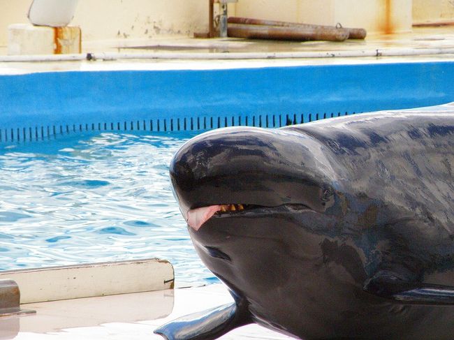 美ら海水族館を堪能したあと、同じ海洋博公園内の「オキちゃん劇場」と「マナティー館」に行きました。この２つは、水族館からさらに海側の１段低いころに建てられていて、すぐそこに沖縄の美しい海があるというなんともすごい立地でした＾＾両方とも無料（！）で、大掛かりなイルカのショーや珍海獣であるマナティーをじっくり見ることができました。<br />特に、オキちゃん劇場のイルカのショーはすごい人で、ショーが始まる15分くらい前に行ったんですが、平日にも関わらず席が満杯に近く、「土日はどうするんやろか〜。。。」とちょっと疑問に思ってしまいました。ただ平日なので修学旅行か遠足と思われる小・中学生がけっこういたので（インターナショナルスクールの生徒も！）、土日とはちょっと客層がちがうのかなぁとも思いました。<br />このほかにもすぐ近いところに「イルカラグーン」というイルカのショーやふれあい体験、観察会をやっている建物がありました。私たちは閉まっていると思い込みスルー。あとでわかったんですが、ちゃんと開いていたみたいです。。。でも、オキちゃん劇場だけでも十分イルカたちを堪能できました＾＾<br />時間の都合で行くか行くまいか考える方もいらっしゃると思うので、詳しい目にアップしておきます＾＾