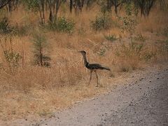 Western Australia's North West （ギブ・リバー・ロード４WDの旅）Vol.3