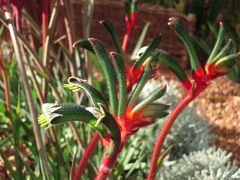 花盛りのパース・大自然満喫旅　【6】西オーストラリアの花