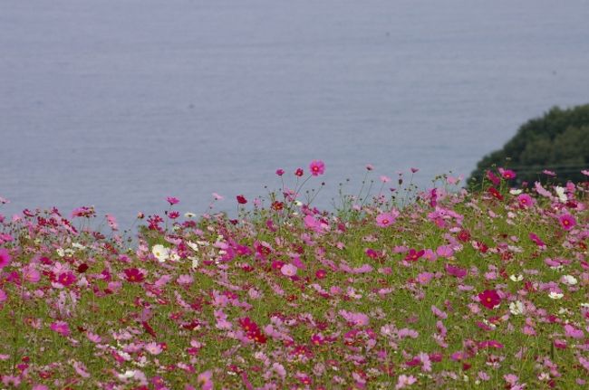 海と コスモス そして ちょこっと 新幹線撮影 小田原 神奈川県 の旅行記 ブログ By Spitfirebuzz90さん フォートラベル