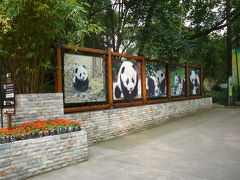 秋彩九寨溝・黄龍5日間：成都大熊猫繁育センター