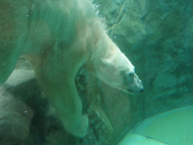 2008/8/27〜30で北海道に行ってきました。<br /><br />目当ては旭山動物園に行くバスツアーでしたが、ツアーのない日は、洞爺湖、小樽、札幌もめぐり、動物も食べ物も十分満喫できました♪<br /><br />2日目は、最大の目的である旭山動物園です♪<br />はしゃぎすぎて、写真を撮りすぎました。が、そのせいでメモリ不足となり、解像度をしぶしぶ下げたのでした(^_^;)