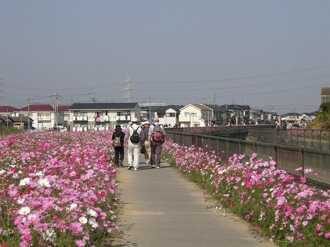 高大ＯＢ会で鷲宮町のふれあいコスモスロード散策しながら、コスモスフェスタを楽しみ、鷲宮神社でお弁当を食べ、再びコスモスロードを引き返す散策を募集したところ３７名の参加者。<br /><br />快晴の秋晴れのもと元気に往復10キロを楽しみました。<br /><br />鷲宮町コスモスふれあいロードは・・・<br />町の中央を流れる葛西用水路沿いの両岸に、町の花「コスモス」を栽培し、「協働のまちづくり」「花と香りのまちづくり」「健康づくり」の一環として、種まき、草取り、種取りまでを行政と町民ボランティアの協働により実施しています。<br />　　　　　　　　　　　　　　　　鷲宮町の紹介パンフより<br /><br /><br />