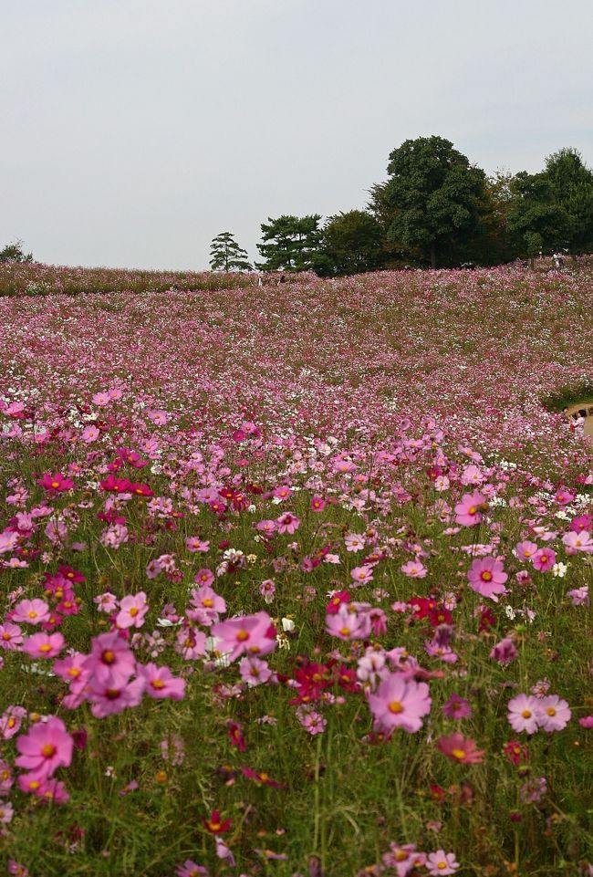 10月20日、昭和記念公園のコスモスの丘に行って来ました。<br />パンフレットによれば昭和記念公園には4箇所にコスモスが植えられている。バーベキューガーデン花畑に24万本、みんなの原っぱ西花畑に23万本、みんなの原っぱ東花畑に21万本、そしてコスモスの丘に一番多い343万本、合計411万本が陽光を一杯に浴びて咲いていました。<br />みんなの原っぱ西花畑のイエローキャンパスはようやく見頃になりました。<br />コスモスの丘が今回の目的でしたが、想像していた通りの美しさ、そして圧巻のコスモスでした。