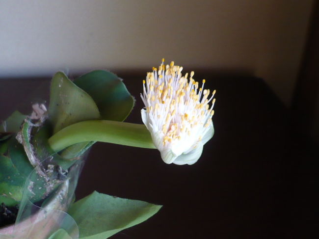 野生の花ではないのですが、<br />親類の家で、珍しい花を見つけました。<br />花の好きな叔母が丹精して育てたもの<br />ですが、私は生まれて初めて見ました。<br />その名は「マユハケ」。<br />ご存じでしたか？