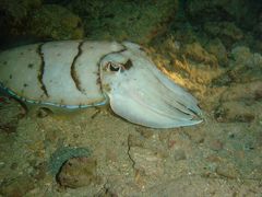 砂辺No１ポイントのday&night