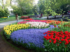 ♪花のオランダ・ベルギー2ヶ国周遊6日間-その1～キューケンホフ公園(1)