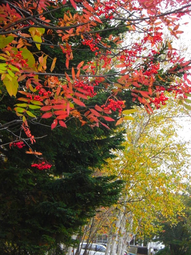 ニセコ パノラマラインで紅葉の百色を楽しむ ニセコ 北海道 の旅行記 ブログ By Nomonomoさん フォートラベル