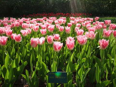 ♪花のオランダ・ベルギー2ヶ国周遊6日間-その1～キューケンホフ公園(3)