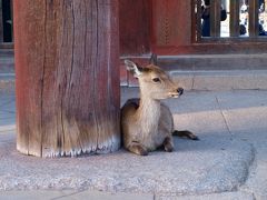 にわかツアコン奮闘記～春日大社・東大寺編～