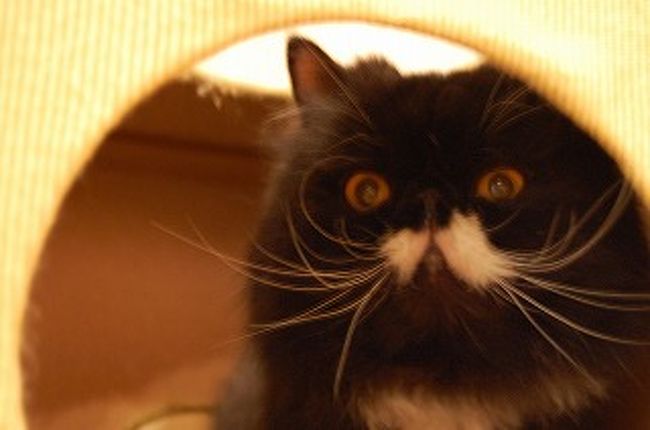 お台場のねこたまキャッツリビンと東京駅周辺のパン屋さん 丸の内 大手町 八重洲 東京 の旅行記 ブログ By Yumi7さん フォートラベル