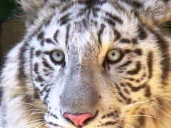 白虎(ホワイトタイガー)降臨に立会い　☆東武動物公園の人気者たち