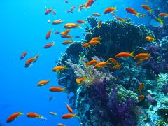 海の中のエジプト・山の上のエジプトinシャルムエルシェイク・シナイ山　　２００７夏休み?