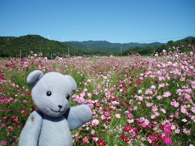 秋桜、好きです。<br />普段はイベントには近付かない主義なんですが、たまたま朝新聞に豊浦リフレッシュパークのコスモス祭りの記事と写真が載っていたもので、一面のコスモス見たさに参戦。<br /><br />のつもりでしたが、他で楽しむこととなったのでした。<br /><br />(作成中)