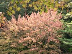 神戸市立森林植物園の「ハナノキ」の紅葉