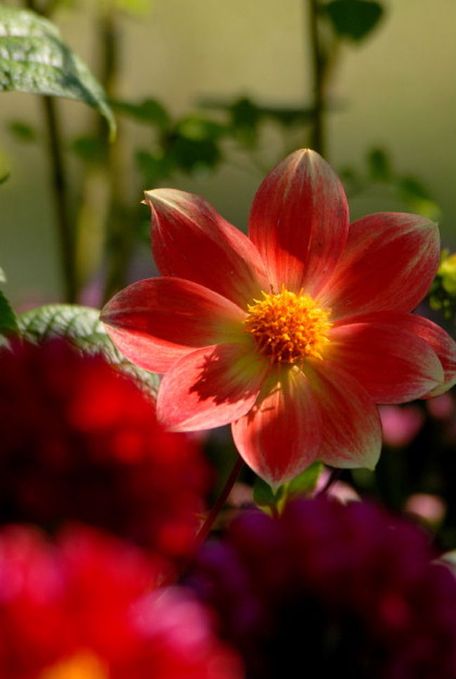 私にとって今年も..最後の花.ダリアを求めて<br />そんな..早い一年の晩秋.<br /><br />滋賀の日野へ開園初日ダリヤ園へ<br />しかし.一ヶ月前に..早過ぎて蕾が多く<br />なばなの里は.今年行けなかったので去年の<br />2007なばなの里《ダリヤ編》<br /> http://orangestudio.homeip.net/gallery/user.php?userid=25737<br />そして，花フェスタ公園で<br />ある一角に..静かにあまり人が立ち寄らないが<br />力強く咲いてましたので..<br />一雨降って..太陽が覗いた時に..カメラにて