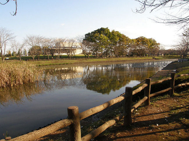 天気が良かったので、乙戸沼公園に出かけてバードウォッチングを楽しんできました。ヾ(^o^)<br /><br /><br />※ 2015.01.31 位置情報登録