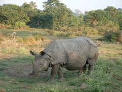 ネパール滞在記*中央部周遊?チトワン編*