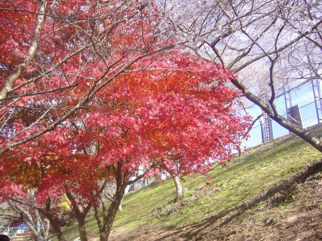 ☆紅葉と桜が同時に楽しめる小原