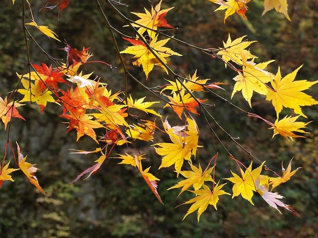 時間に幾分　余裕があるのでもう少し先へ登りました、<br /><br />白神山地ＨＰ<br />http://www.sizenken.biodic.go.jp/isan/s002.htm