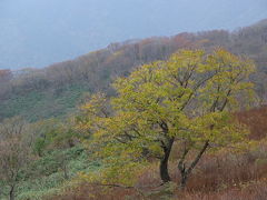 紅葉が始まった伊吹山へ