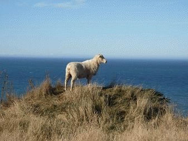 NZ滞在3日目は、7:30にクイーンズタウンをバスで出発。 <br />氷河によって削られた山々が海に落ち込んでいるダイナミックなフィヨルドの景色をクルーズで楽しむ、１日がかりの観光に出かけるのです。