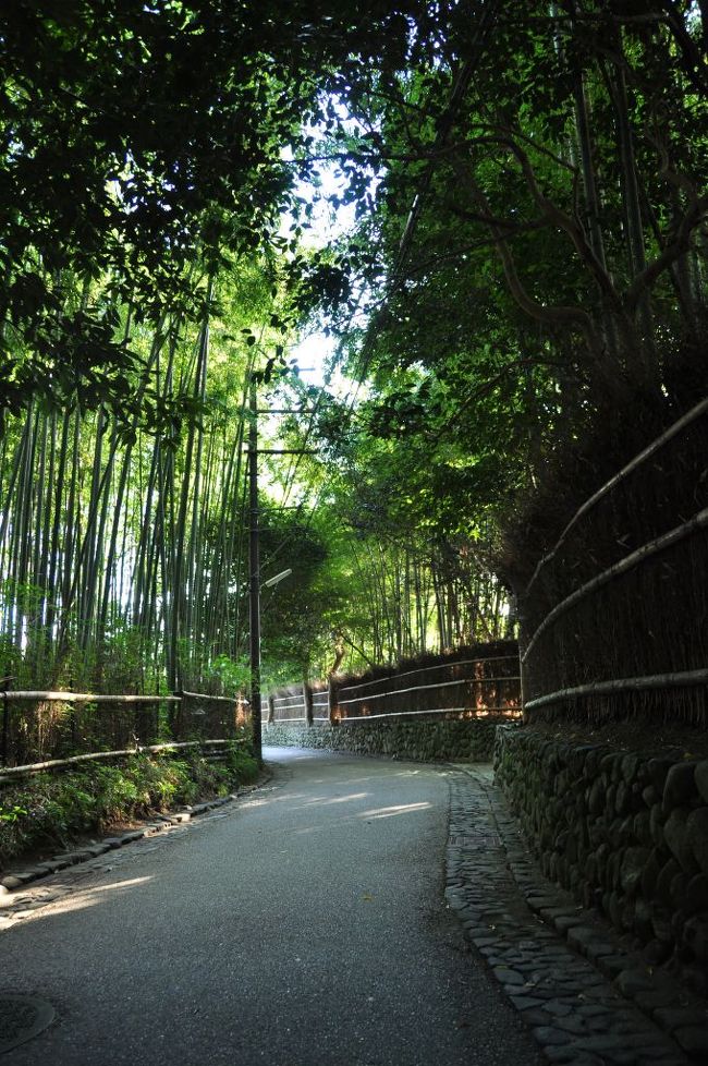 出張で関西方面へ。仕事は神戸なのに嵯峨野の竹林を歩きたくて京都に宿泊し誰もいない竹林を求めて早朝嵯峨野の散策をすることに。<br />天候にも恵まれ、駅のコインロッカーに不要な荷物を入れ身軽になった僕は阪急嵐山駅から渡月橋を渡り、天龍寺を左手に見ながらまずは源氏物語にも登場する苔が美しい野宮神社へ散策を開始。<br />紅葉にはちょっと早かった早秋の嵯峨野、しかし爽秋な散策日和でした