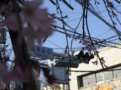 高尾駅の枝垂桜