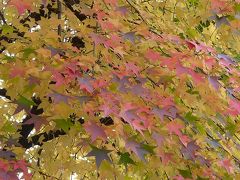 近所で天気の悪い日の写真の撮り方練習