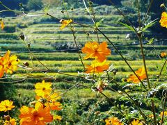 秋の香りを探して～奈良県・橿原市編～