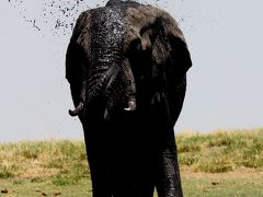 南部アフリカ一人旅～?チョベサファリ編～(アフリカン・フイッシュ・イーグルに会いたくて)