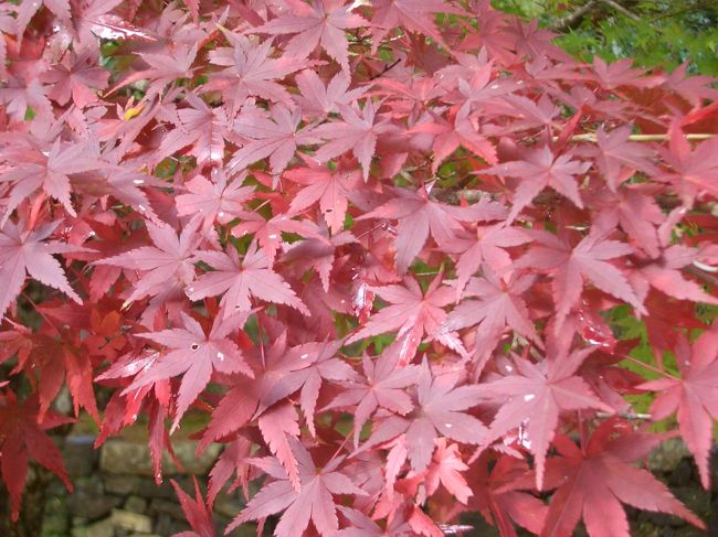 京都で私の携わっている業界のフォーラムがあり参加したついでに紅葉の横綱と言われる神護寺に行ってきました。今年は地球温暖化の為か色づきもゆっくりの様子で、50％位の紅葉率でしたが、そこは【横綱】だけあり、たっぷりと楽しむ事が出来ました。