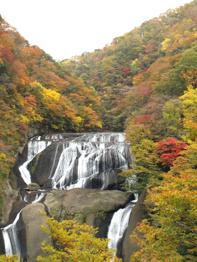 袋田の滝の紅葉が見頃になりました。<br />今年は高い位置に新観瀑台ができて、よりスケールの<br />大きい滝が紅葉に映えるのをみることができます。